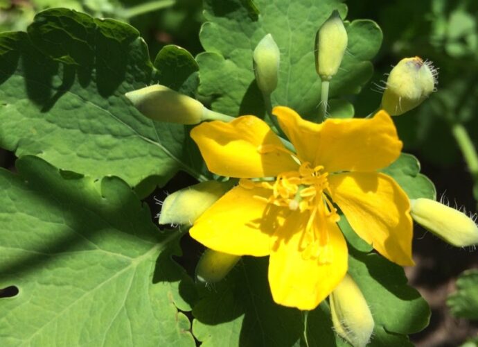 Glistnik jaskółcze ziele - cudowny środek na kurzajki