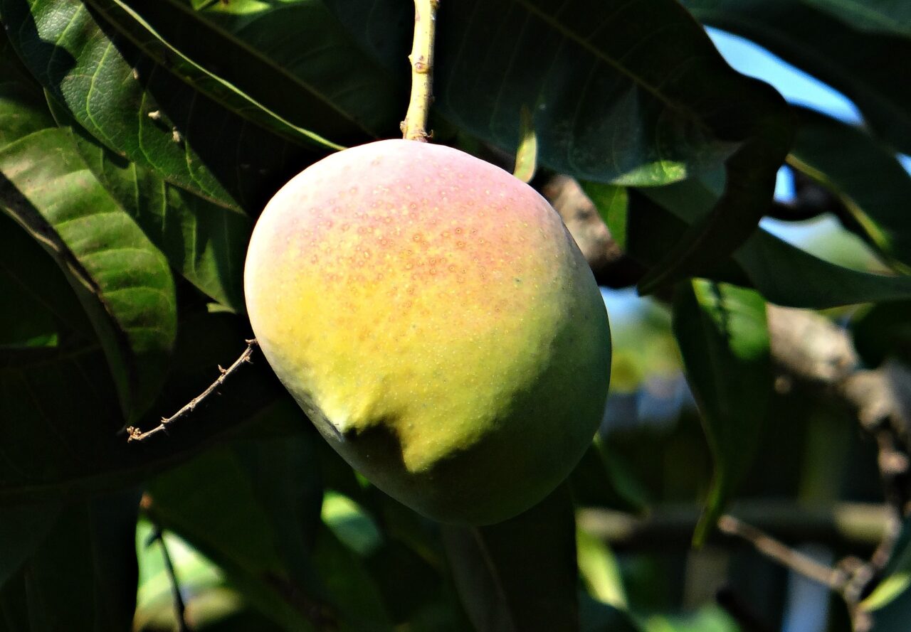 Owoc mango na gałązce