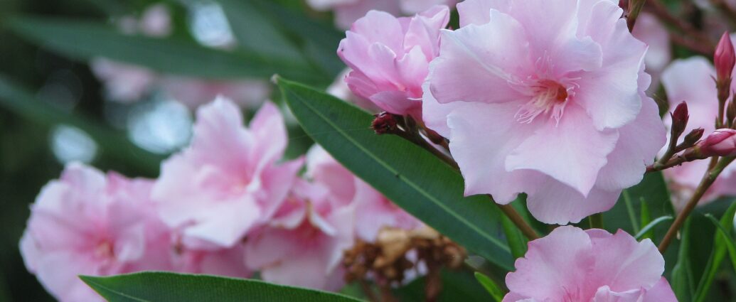 Różowo kwitnący oleander - roślina idealna na balkon i taras