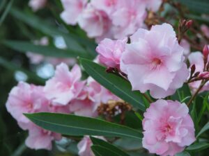 oleander-pink-2086872_1920