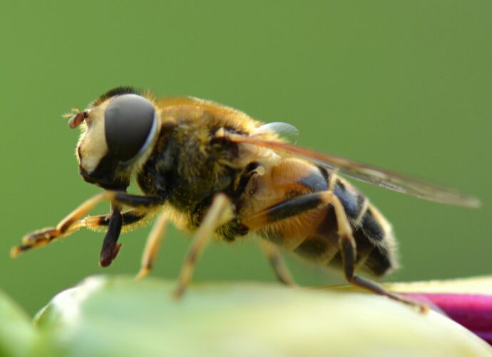 Domowe sposoby na użądlenie pszczoły