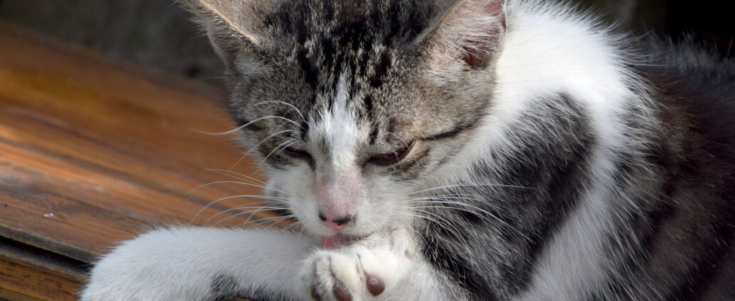 Biało szary z dłuższą sierścią, która wymaga pielęgnacji