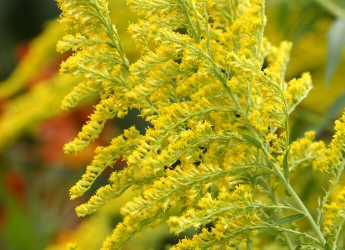 Pospolity żółty chwast, czyli nawłoć żółta, to roślina miododajna uwielbiana przez owady