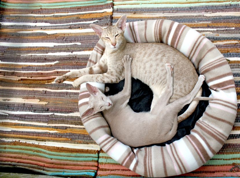 Koty w koszyku - miejsce dla kota