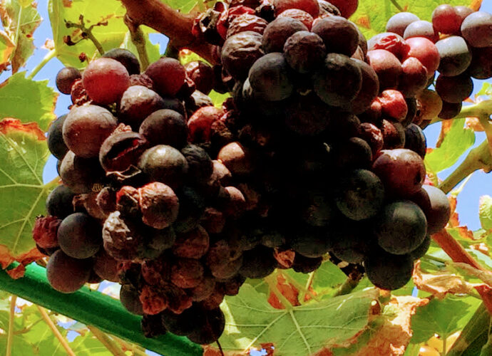 Ciemne winogrona dojrzewają na słońcu