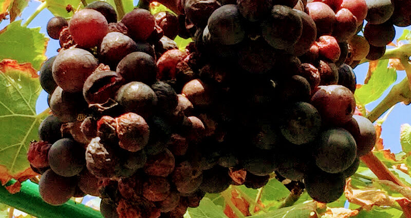 Ciemne winogrona dojrzewają na słońcu