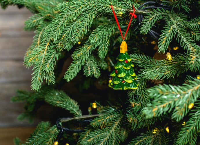 Naturalna cięta choinka - świerk