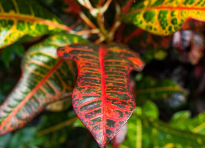 Dlaczego krotony gubią liście?