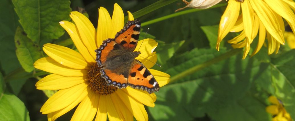 Lato w ogrodzie - kwitnący topinambur