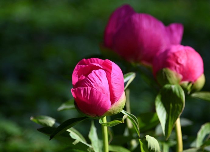 Piękne piwonie w ogrodzie