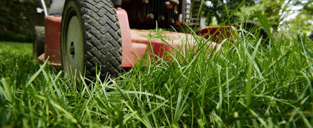 Jak dbać o trawnik latem