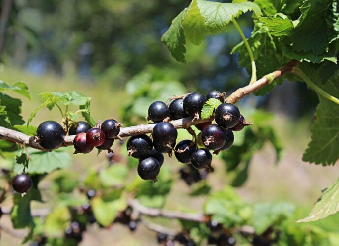 Owoce czarnej porzeczki na krzaku