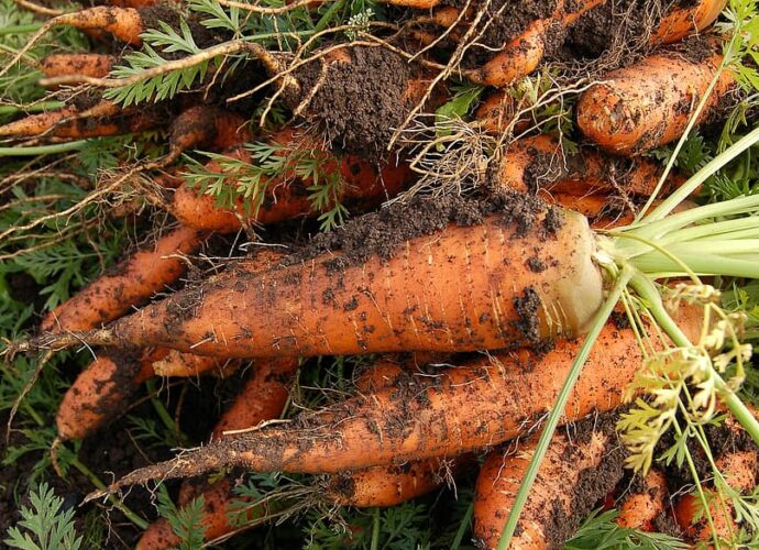 Marchewki z ekologicznej uprawy warzyw