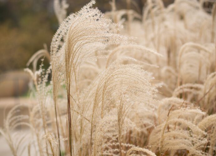 Ozdobna trawa pampasowa