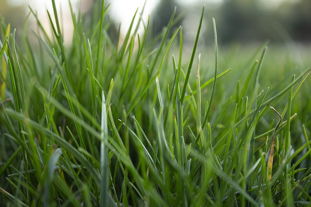 Trawnik. Co robić, aby nasza trawa wyglądała świetnie