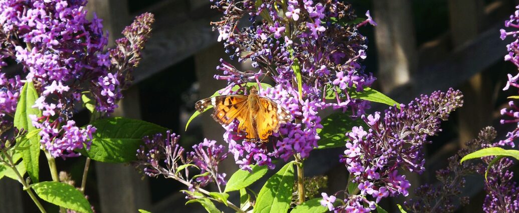 Motyli krzew - budleja w ogrodzie to wabik dla owadów