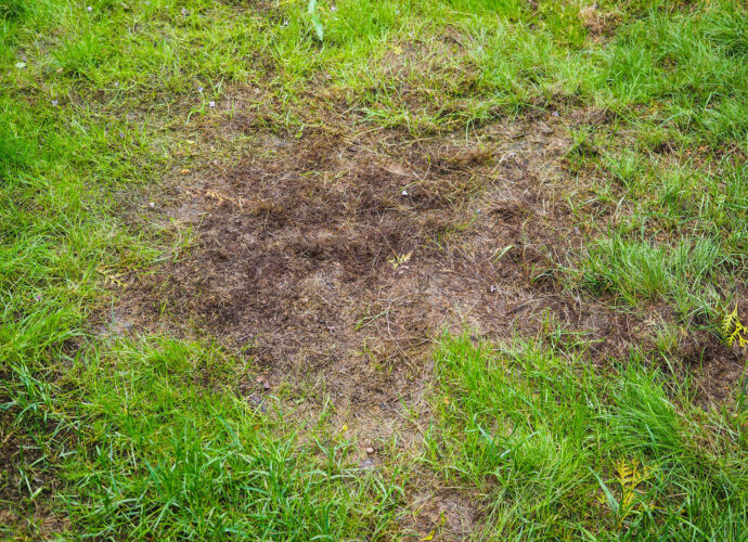 Trawnik zniszczony przez pędraki w ogrodzie