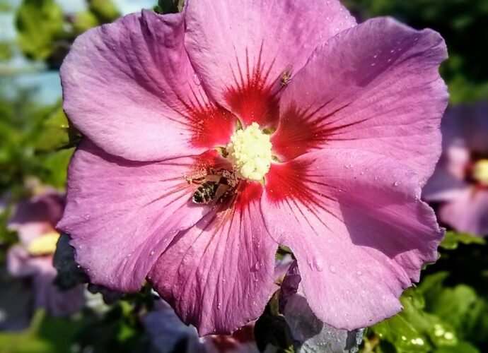 Pszczoła na kwitnącym hibiskusie (ketmii syryjskiej)