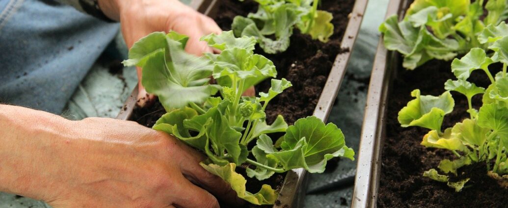 Sadzonki pelargonii w skrzynkach