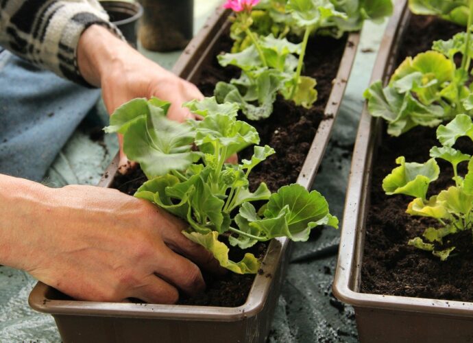 Sadzonki pelargonii w skrzynkach