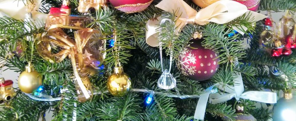 Choinka z jodły kaukaskiej w doniczce