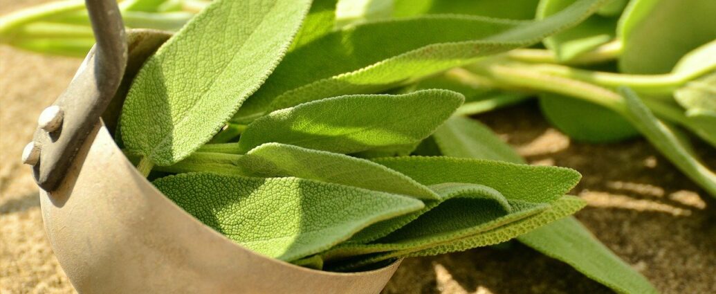 Świeże liście szałwii - sposoby na niestrawność