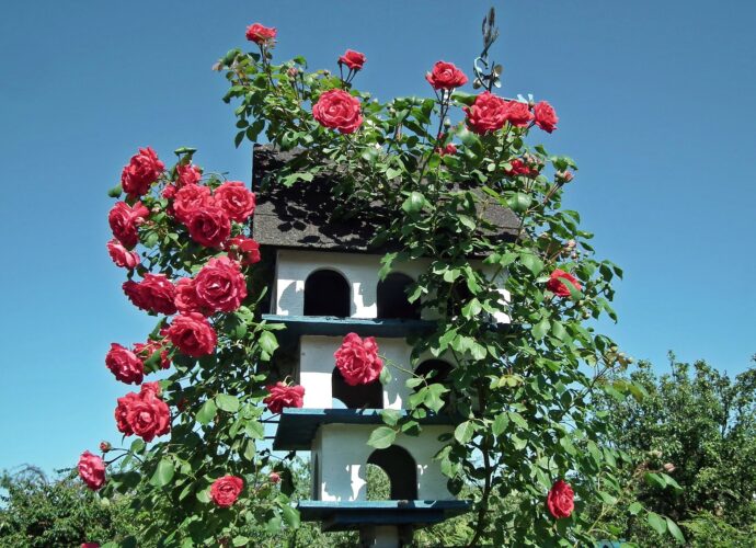 Czerwona róża pnąca