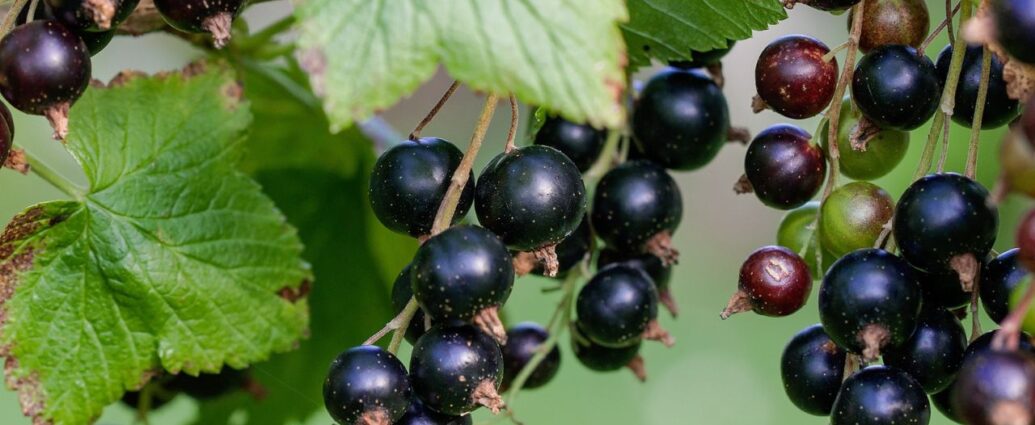 Czarne porzeczki na krzaczku