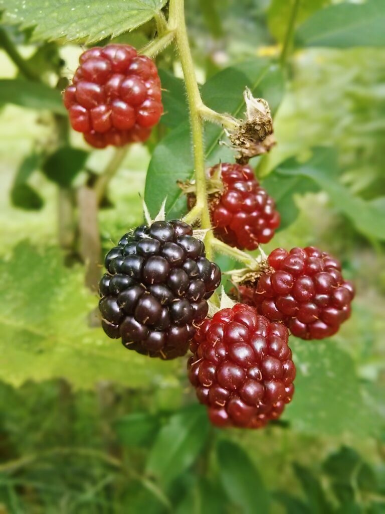Dojrzewające jeżyny ogrodowe na krzaku