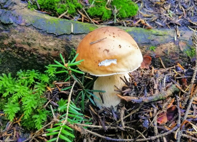 W sierpniu rosną borowiki - kiedy rosną grzyby w Polsce