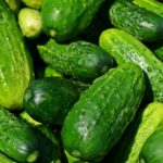 Ogórki gruntowe - co zrobić, żeby nie były gorzkie