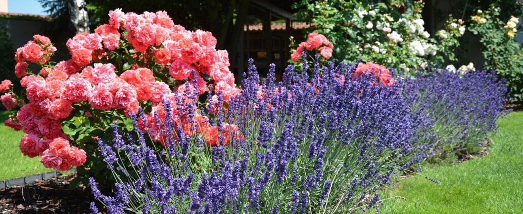 Ogród - kwitnące róże i lawenda