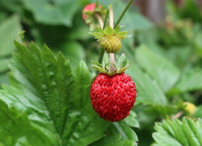 Poziomki - liście i dojrzały owoc poziomki na gałązce