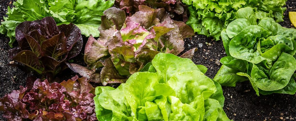 Różne rodzaje sałaty - które najlepiej sprawdzą się w kuchni?