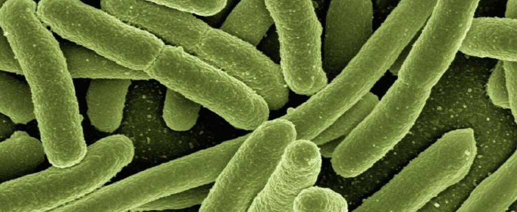 Bakterie Escherichia Coli, składnik mikrobioty, które żyją w jelitach człowieka