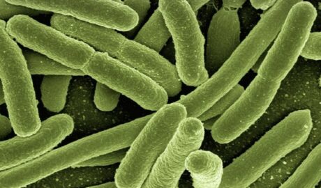 Bakterie Escherichia Coli, składnik mikrobioty, które żyją w jelitach człowieka
