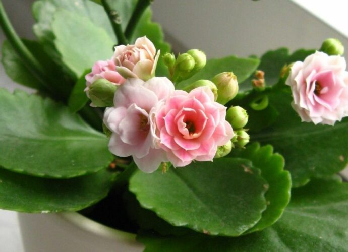 Różowe kalanchoe w białej doniczce - roślina idealna do pokoju dziecięcego
