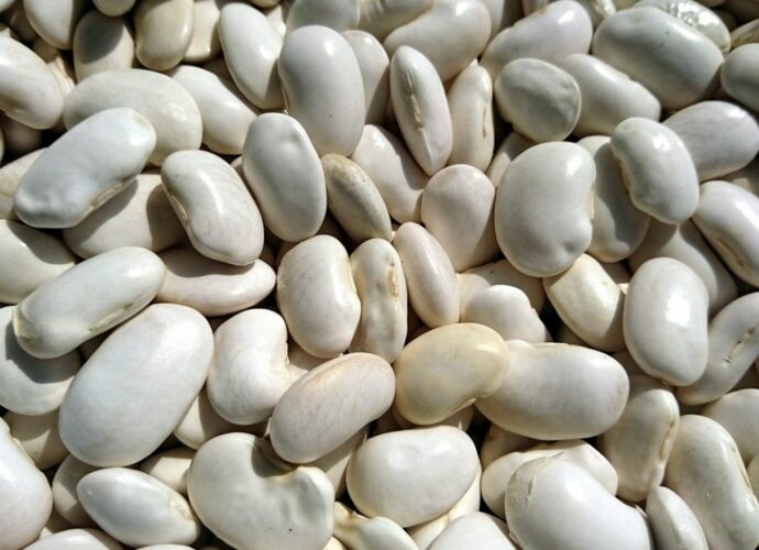 Biała fasola Jaś - idealna do mrożenia jako świeża oraz gotowana