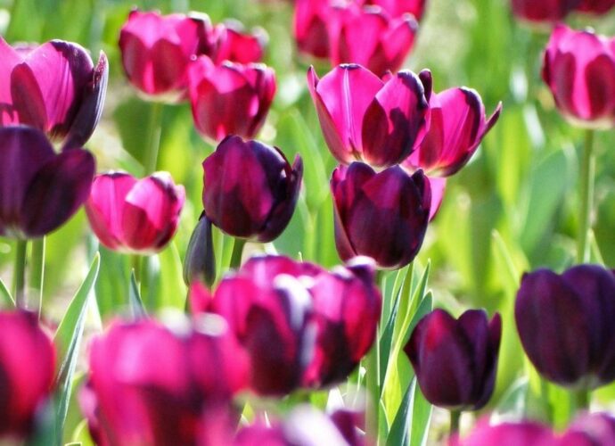 Kwitnące ciemnoróżowe tulipany
