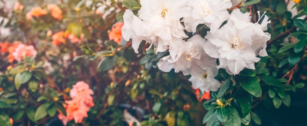 Kwitnące azalie do doniczkach