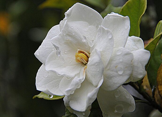 Kwitnąca gardenia z pożółkłymi liśćmi