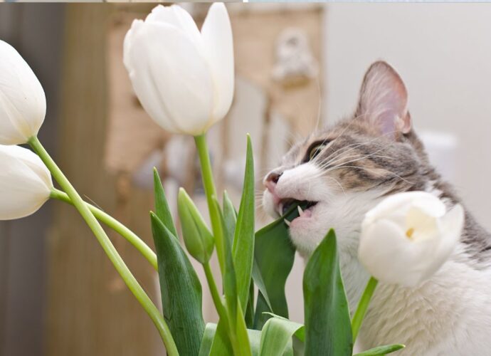 Kot podgryza białe tulipany w wazonie