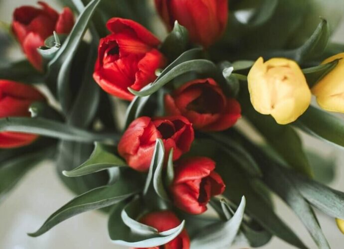 Czerwone i żółte tulipany w wazonie