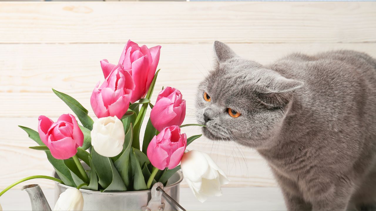 Szary kot pogryza bukiet różowych tulipanów