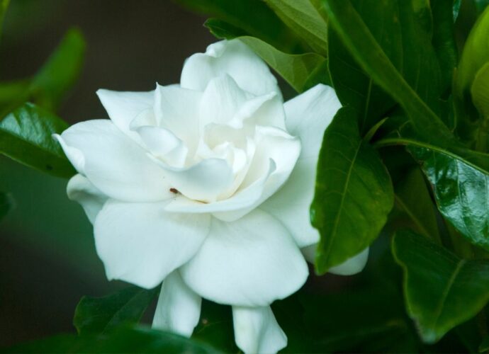 Kwiat gardenii jaśminowatej - pięknej rośliny doniczkowej o oszałamiającym zapachu