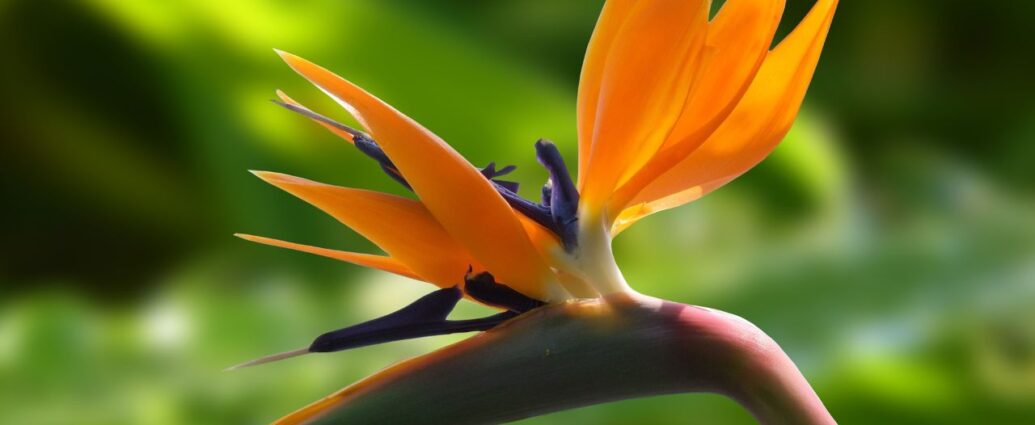 Strelicja królewska, nazywana rajskim ptakiem