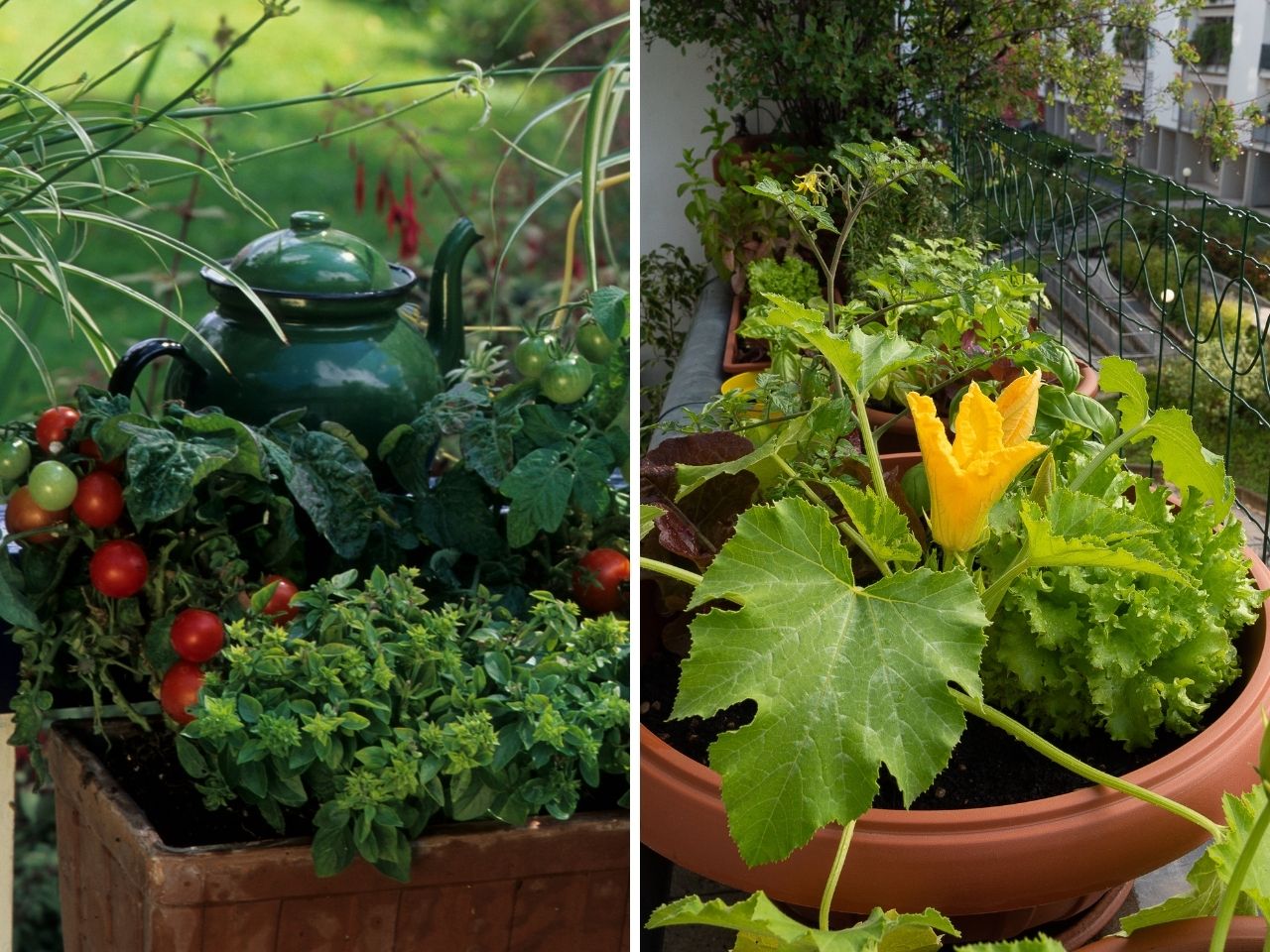 Warzywa na balkonie - pojemnik z pomidorkami i ziołami oraz kwitnącą cukinia