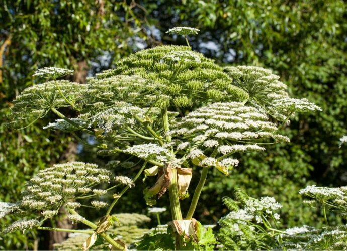 Barszcz Sosnowskiego — niebezpieczny, inwazyjny chwast z Kaukazu