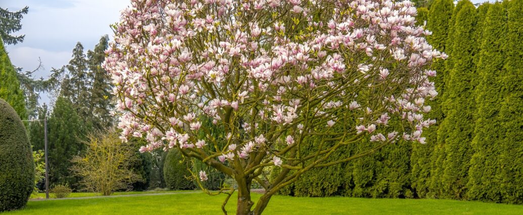 Magnolia kwitnąca na różowo na ogrodowym trawniku
