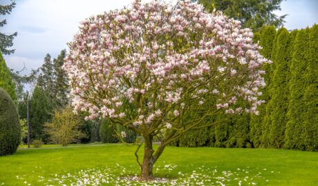 Magnolia kwitnąca na różowo na ogrodowym trawniku